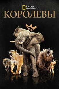Постер Королевы (Queens)
